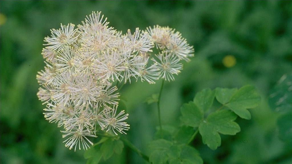 Wiesenraute Thalictrum aquilegifolium