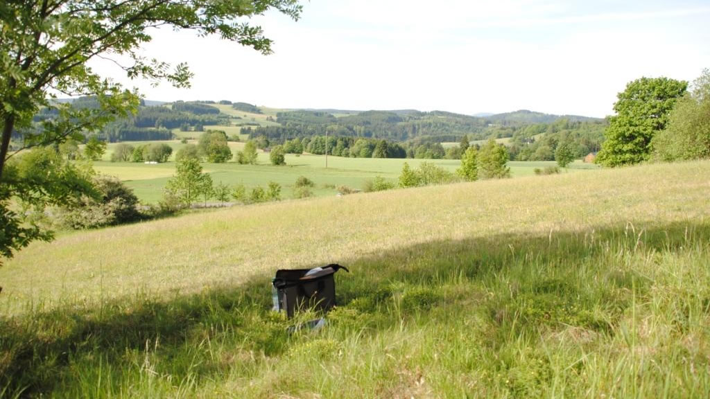 Magerrasen mit Restbestand von Katzenpfötchen