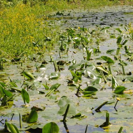 Wasserpflanzengesellschaften im Deichvorland der Donau