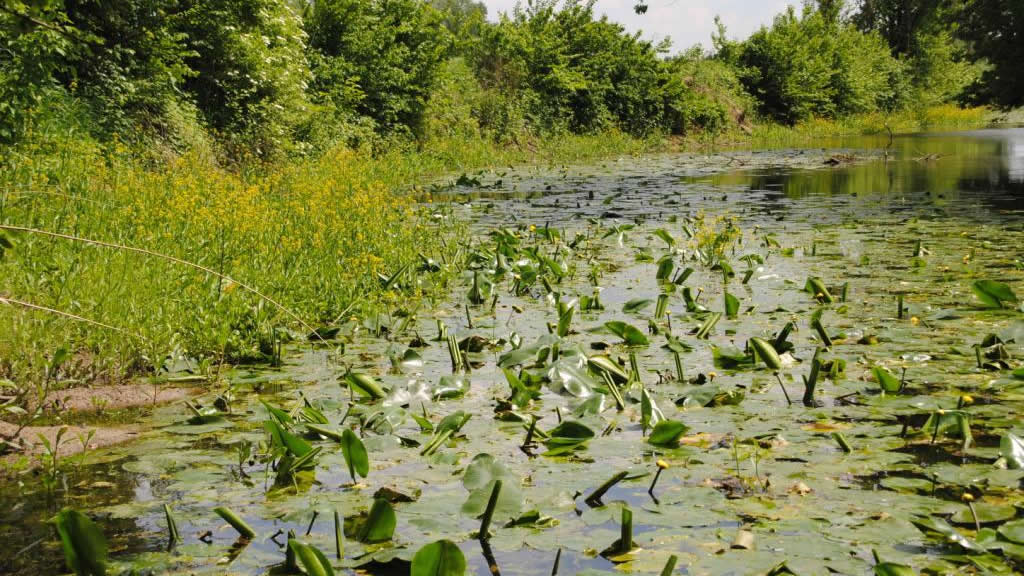 Wasserpflanzengesellschaften im Deichvorland der Donau